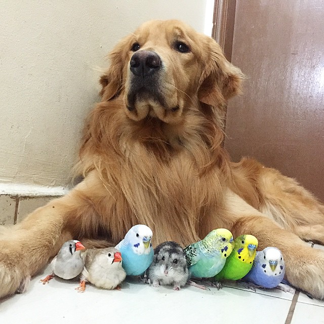 Η καταπληκτική φιλία ανάμεσα σε ένα σκύλο, ένα χάμστερ και 8 πουλιά [photos] - Φωτογραφία 4