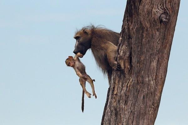 Θηλυκό λιοντάρι σκοτώνει μπαμπουίνο κι ανακαλύπτει το μωρό του  - Το τι ακολούθησε στη συνέχεια είναι απίστευτο [photos] - Φωτογραφία 10