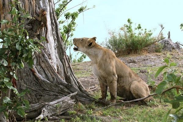 Θηλυκό λιοντάρι σκοτώνει μπαμπουίνο κι ανακαλύπτει το μωρό του  - Το τι ακολούθησε στη συνέχεια είναι απίστευτο [photos] - Φωτογραφία 3