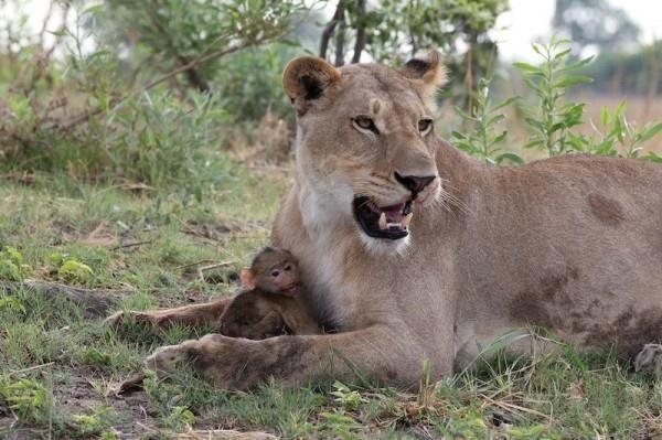 Θηλυκό λιοντάρι σκοτώνει μπαμπουίνο κι ανακαλύπτει το μωρό του  - Το τι ακολούθησε στη συνέχεια είναι απίστευτο [photos] - Φωτογραφία 6