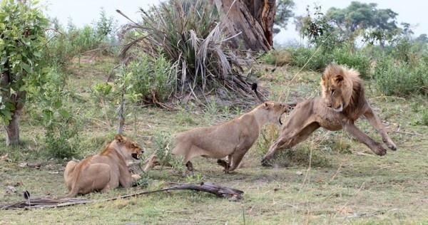Θηλυκό λιοντάρι σκοτώνει μπαμπουίνο κι ανακαλύπτει το μωρό του  - Το τι ακολούθησε στη συνέχεια είναι απίστευτο [photos] - Φωτογραφία 9