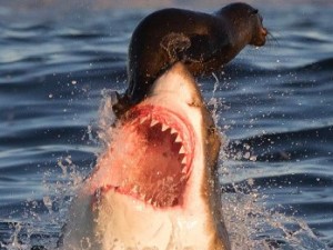 Φώκια προσπαθεί να γλιτώσει από τα σαγόνια καρχαρία - Οι εικόνα που έκανε πολλούς να κλάψουν... [photo] - Φωτογραφία 2