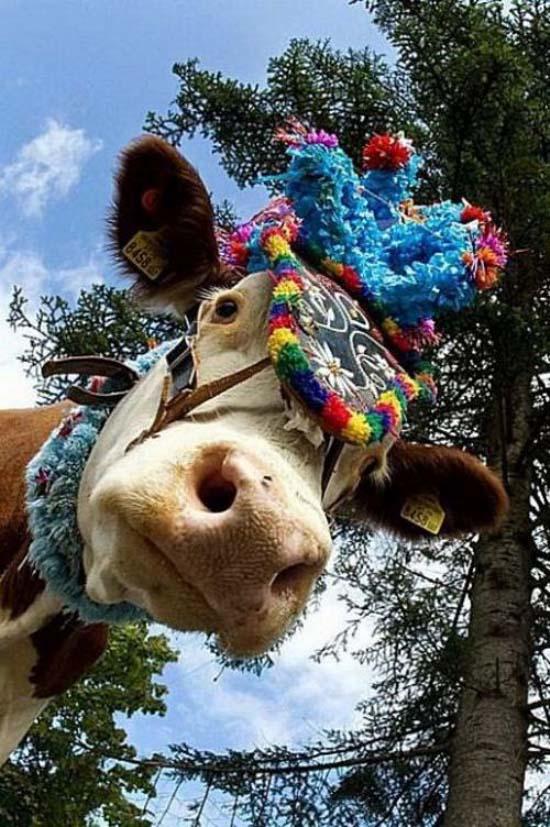 Смешные коровы фото