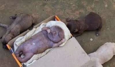ΣΟΚ: Σκυλίτσα γέννησε άνθρωπο - Ανατριχιαστικές φωτογραφίες - Φωτογραφία 2