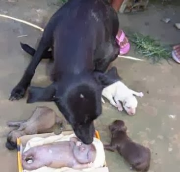ΣΟΚ: Σκυλίτσα γέννησε άνθρωπο - Ανατριχιαστικές φωτογραφίες - Φωτογραφία 3