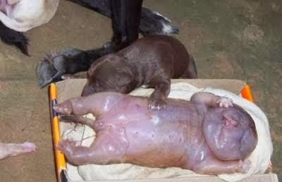 ΣΟΚ: Σκυλίτσα γέννησε άνθρωπο - Ανατριχιαστικές φωτογραφίες - Φωτογραφία 4