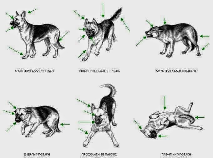 Η γλώσσα του σώματος ενός σκύλου - Με τόσα σκυλάκια να είναι αδέσποτα, αυτό είναι κάτι που πρέπει όλοι να γνωρίζουμε [photo] - Φωτογραφία 2