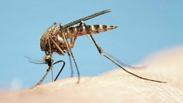 Πώς να μη σας τσιμπήσει ούτε ένα κουνούπι φέτος! - Φωτογραφία 1