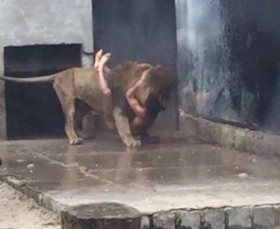 Η ΣΟΚΑΡΙΣΤΙΚΗ Στιγμή που ένας 20χρονος πηδάει Γuμνός στο Κλουβί με τα Λιοντάρια! [ΣΚΛΗΡΕΣ ΕΙΚΟΝΕΣ] - Φωτογραφία 2
