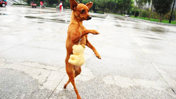 Σκυλίτσα πηγαίνει για ψώνια με την «τσάντα» της...(FOTO) - Φωτογραφία 2