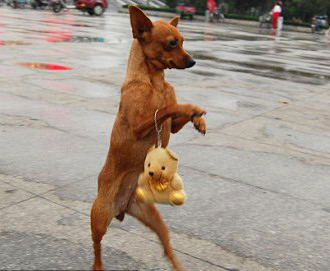 Σκυλίτσα πηγαίνει για ψώνια με την «τσάντα» της...(FOTO) - Φωτογραφία 4