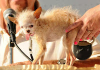 Ψόφησε το πιο άσχημο σκυλί του κόσμου! (Φώτο άλλων νικητών του τίτλου) - Φωτογραφία 1