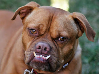 Ψόφησε το πιο άσχημο σκυλί του κόσμου! (Φώτο άλλων νικητών του τίτλου) - Φωτογραφία 5