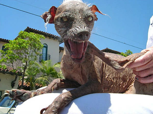 Ψόφησε το πιο άσχημο σκυλί του κόσμου! (Φώτο άλλων νικητών του τίτλου) - Φωτογραφία 6