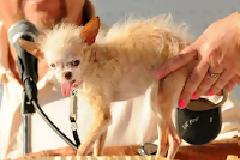 Ψόφησε το πιο άσχημο σκυλί του κόσμου! (Φώτο άλλων νικητών του τίτλου)