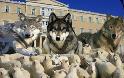 Αλληγορικός μύθος: Ο Λύκος και τα Πρόβατα, αναγνώστης περιγράφει την κατάσταση στην Ελλάδα