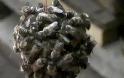 Δεκάδες μέλισσες επιτίθενται σα μια γροθιά σε μια σφήκα (video)