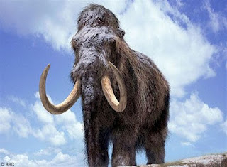 Η επιστροφή των μαμούθ!..Ερευνητές θα προσπαθήσουν να κλωνοποιήσουν το εξαφανισμένο προϊστορικό ζώο.. - Φωτογραφία 1