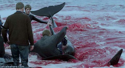 ΑΠΙΣΤΕΥΤΟ: Σκοτώνουν δελφίνια για να ενηλικιωθούν οι πολιτισμένοι Δανοί - Φωτογραφία 1