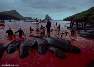 ΑΠΙΣΤΕΥΤΟ: Σκοτώνουν δελφίνια για να ενηλικιωθούν οι πολιτισμένοι Δανοί - Φωτογραφία 2