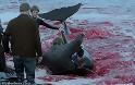 ΑΠΙΣΤΕΥΤΟ: Σκοτώνουν δελφίνια για να ενηλικιωθούν οι πολιτισμένοι Δανοί