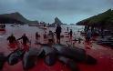 ΑΠΙΣΤΕΥΤΟ: Σκοτώνουν δελφίνια για να ενηλικιωθούν οι πολιτισμένοι Δανοί - Φωτογραφία 2