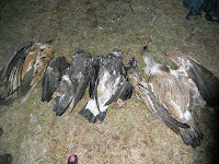 Μαζική δηλητηρίαση αρπακτικών πουλιών στα Στενά του Νέστου! Εξοντώθηκε ολοκληρωτικά η αποικία των όρνιων! - Φωτογραφία 1