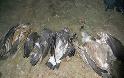 Μαζική δηλητηρίαση αρπακτικών πουλιών στα Στενά του Νέστου! Εξοντώθηκε ολοκληρωτικά η αποικία των όρνιων! - Φωτογραφία 2