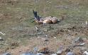 Μαζική δηλητηρίαση αρπακτικών πουλιών στα Στενά του Νέστου! Εξοντώθηκε ολοκληρωτικά η αποικία των όρνιων! - Φωτογραφία 3