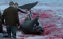 Σκοτώνουν δελφίνια για να ενηλικιωθούν οι πολιτισμένοι Δανοί!