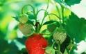 Πώς να καλλιεργήσετε φράουλες στο... μπαλκόνι σας