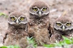 ΔΕΙΤΕ: Η προσωποποίηση της σοφίας!