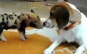 VIDEO: Η παράξενη φιλία μεταξύ σκύλου και αγριογούρουνου!