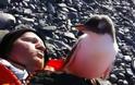 Ένας πιγκουίνος - μωρό συναντά για πρώτη φορά άνθρωπο! [Video]