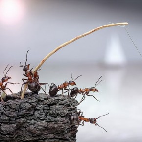 Μυρμήγκια εν δράσει – κι όμως δεν είναι Photoshop! - Φωτογραφία 10