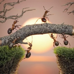 Μυρμήγκια εν δράσει – κι όμως δεν είναι Photoshop! - Φωτογραφία 11