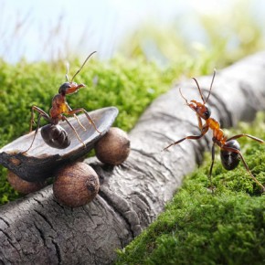 Μυρμήγκια εν δράσει – κι όμως δεν είναι Photoshop! - Φωτογραφία 12