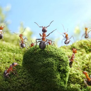 Μυρμήγκια εν δράσει – κι όμως δεν είναι Photoshop! - Φωτογραφία 13