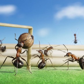 Μυρμήγκια εν δράσει – κι όμως δεν είναι Photoshop! - Φωτογραφία 14