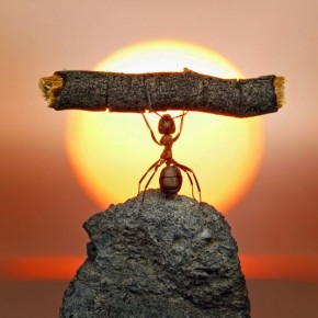 Μυρμήγκια εν δράσει – κι όμως δεν είναι Photoshop! - Φωτογραφία 15