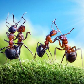 Μυρμήγκια εν δράσει – κι όμως δεν είναι Photoshop! - Φωτογραφία 16