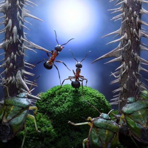 Μυρμήγκια εν δράσει – κι όμως δεν είναι Photoshop! - Φωτογραφία 18
