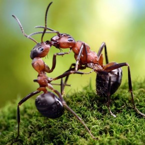 Μυρμήγκια εν δράσει – κι όμως δεν είναι Photoshop! - Φωτογραφία 19