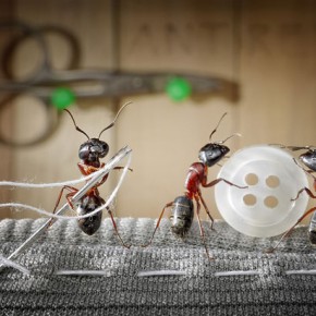 Μυρμήγκια εν δράσει – κι όμως δεν είναι Photoshop! - Φωτογραφία 2