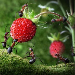 Μυρμήγκια εν δράσει – κι όμως δεν είναι Photoshop! - Φωτογραφία 20