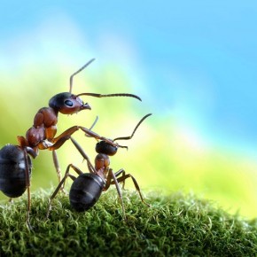 Μυρμήγκια εν δράσει – κι όμως δεν είναι Photoshop! - Φωτογραφία 21
