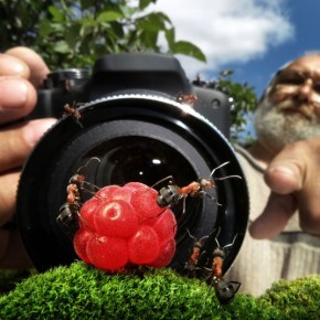 Μυρμήγκια εν δράσει – κι όμως δεν είναι Photoshop! - Φωτογραφία 22