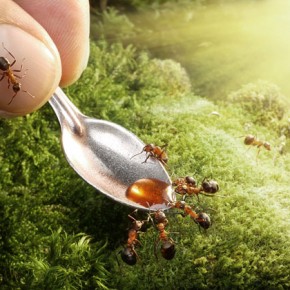 Μυρμήγκια εν δράσει – κι όμως δεν είναι Photoshop! - Φωτογραφία 3