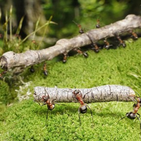 Μυρμήγκια εν δράσει – κι όμως δεν είναι Photoshop! - Φωτογραφία 4