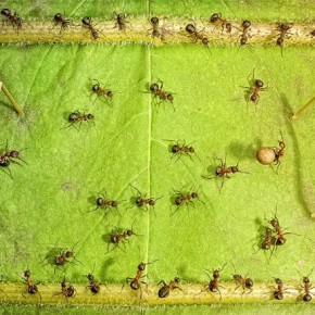 Μυρμήγκια εν δράσει – κι όμως δεν είναι Photoshop! - Φωτογραφία 5